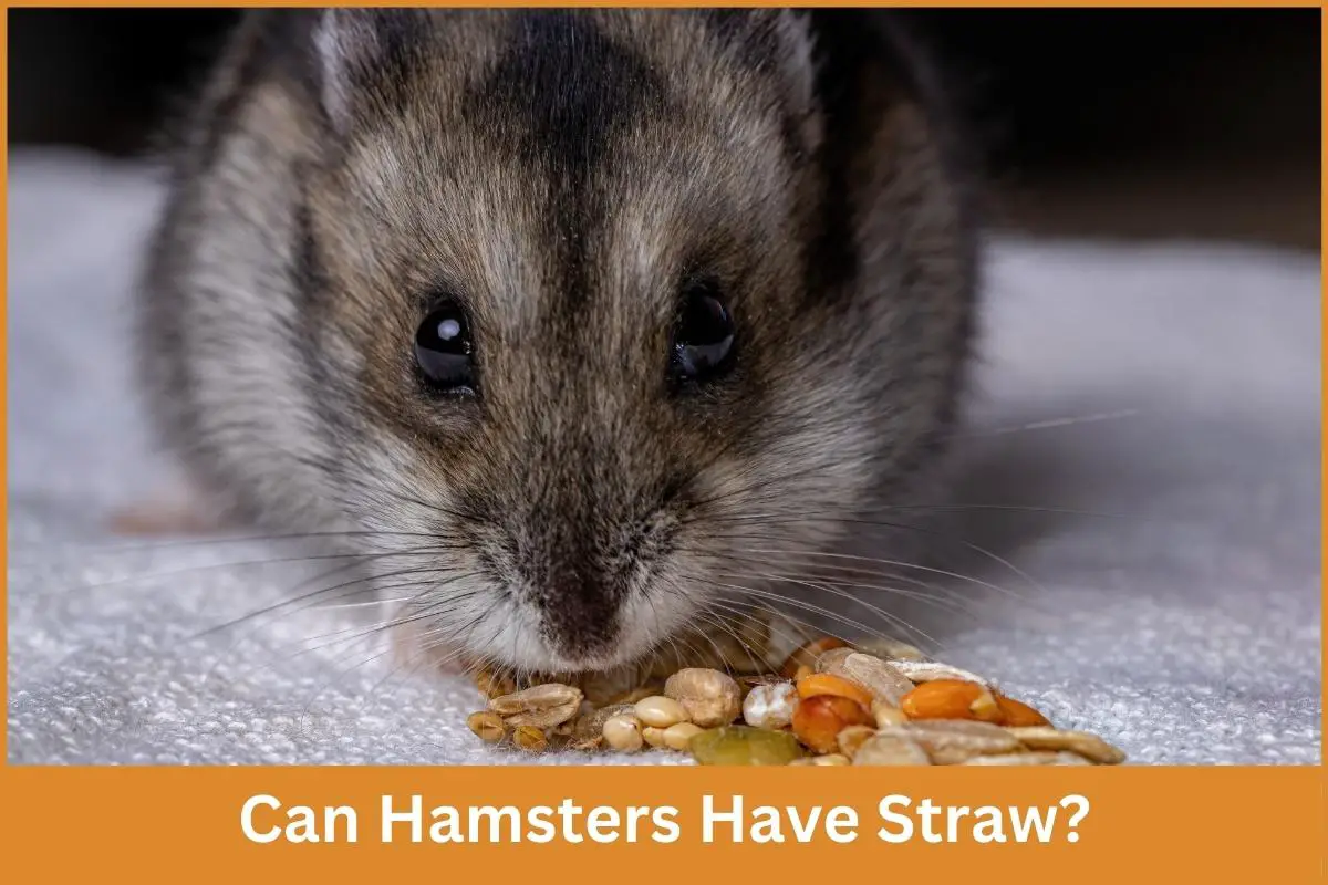 Can Hamsters Have Straw