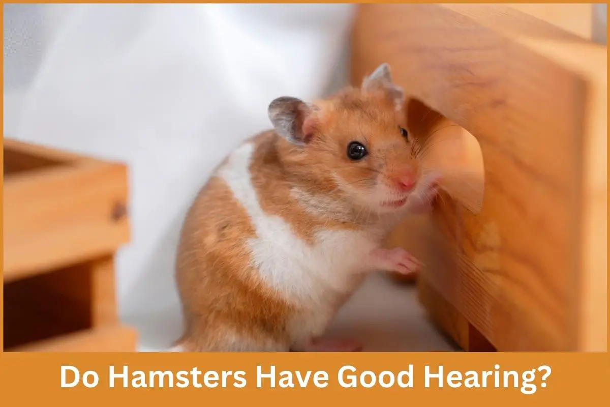 Do Hamsters Have Good Hearing
