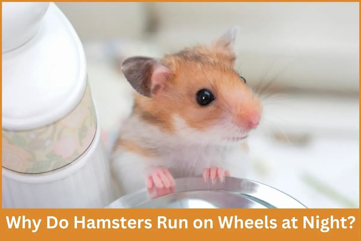 Why Do Hamsters Run on Wheels at Night