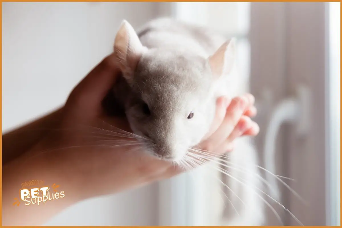 how to clean chinchilla fur