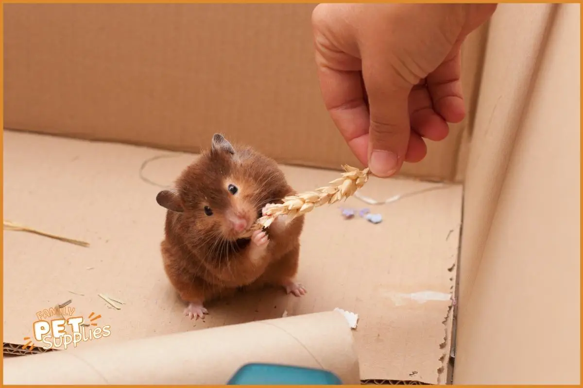 how to take care of hamsters at home