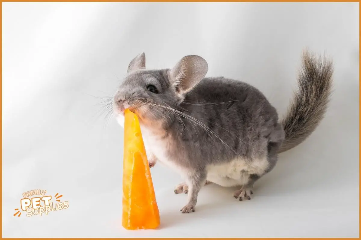 what is the difference between chinchilla bedding and litter