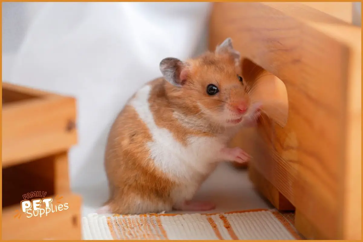 what type of music do hamsters like